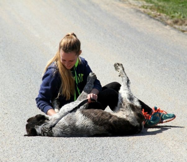 Voluntarios trabajan en labores de sociabilización y protección animal dentro del refugio de Diputación