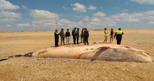 Mesa de la Ría critica 'el abandono' del cadáver de la ballena en la playa del Espigón tras ser devuelta al mar