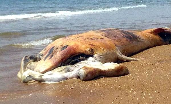 El Ayuntamiento entierra los restos de la ballena que el mar trajo hasta El Espigón