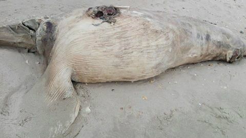 Aparece muerta una cría de ballena en Nueva Umbría, el cuarto cetáceo hallado en una semana en la costa onubense