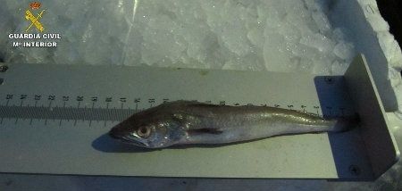 La Guardia Civil interviene en Ayamonte 312 kilos de merluza de talla no reglamentaria