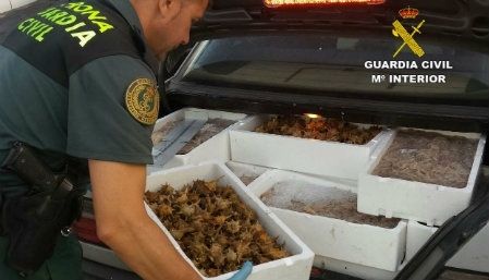 Proponen una multa de 60.000 euros por transportar 144 kilos de pescado inmaduro