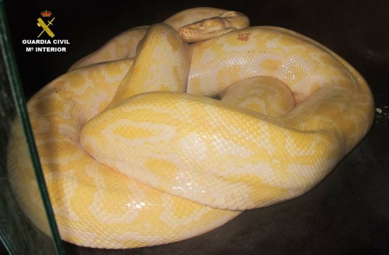 Intervienen en un circo una serpiente pitón albina
