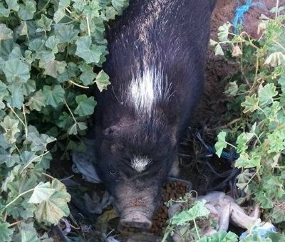 El runrún: Mutilan y abandonan a un cerdo vietnamita