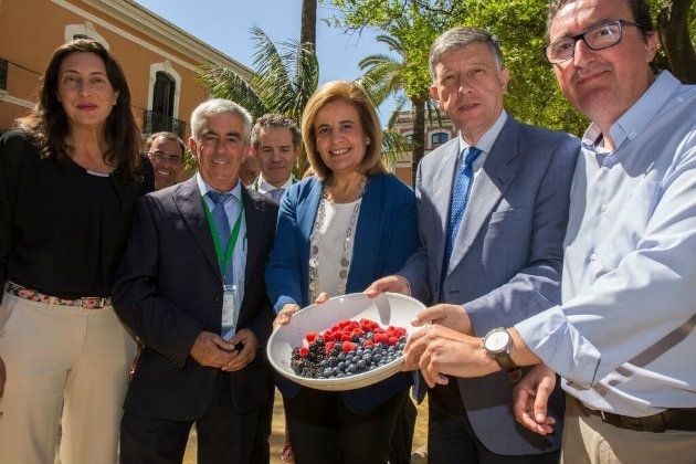 El 91% de la exportación de frutos rojos de Andalucía procede de 147 empresas onubenses