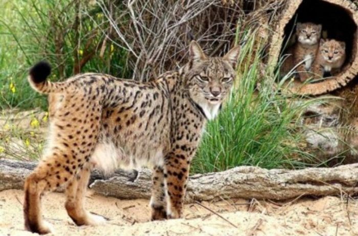 La Guardia Civil detiene a dos personas implicadas en la desaparición de dos linces ibéricos