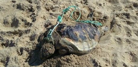 Encuentran una tortuga de grandes dimensiones muerta en una playa de La Redondela