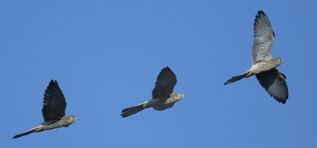 Recuperan el cernícalo primilla en el Parque Natural Sierra de Aracena y Picos de Aroche