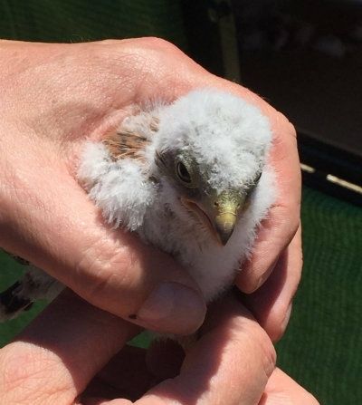 Recuperan el cernícalo primilla en el Parque Natural Sierra de Aracena y Picos de Aroche