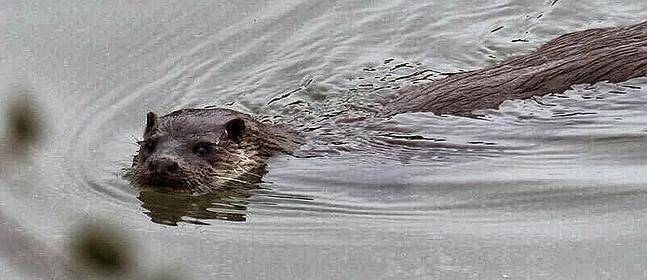 El runrún: El ‘monstruo’ de la ría de Huelva