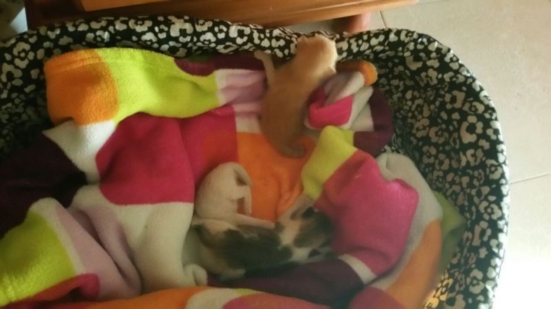 Abandonan en un ascensor de Lepe a una camada de gatos recién nacidos dentro una bolsa de plástico