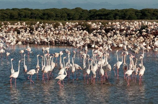 La Junta elabora una amplio programa para celebrar el Día Mundial de las Aves en la provincia