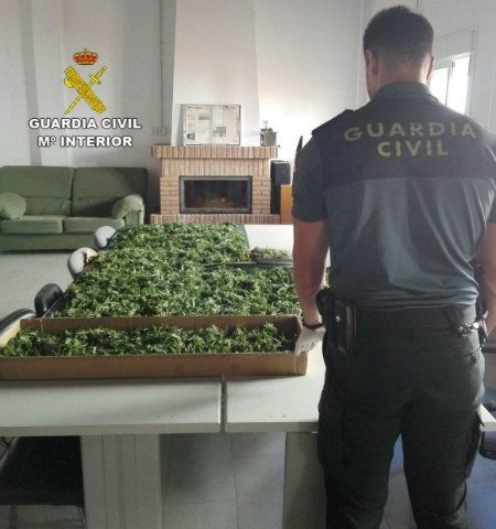 Detenido por tener siete plantas de marihuana en su finca de Paymogo