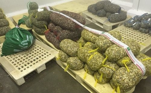 Inspección Pesquera se incauta de 2.283 kilos de chirla y coquina inmadura en la última semana
