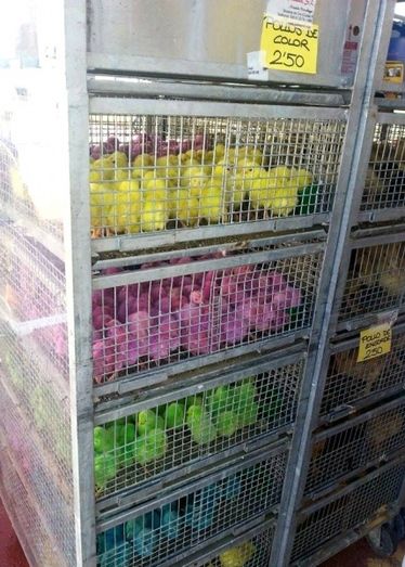 Denuncian la venta de pollos de colores en la Feria de Niebla, algo ilegal
