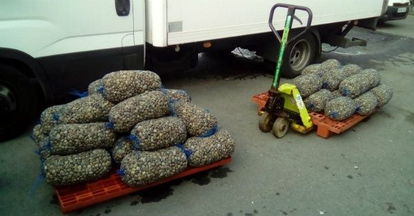 Decomisan 660 kilos de pulpo sin etiquetado en un establecimiento de Isla Cristina
