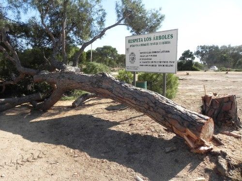 IU no descarta pedir 'responsabilidades penales' a la Diputación por la tala de pinos en La Rábida