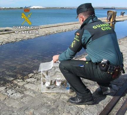 Intervienen aves protegidas en el maletero de un vehículo que embarcaba en el ferry a Canarias