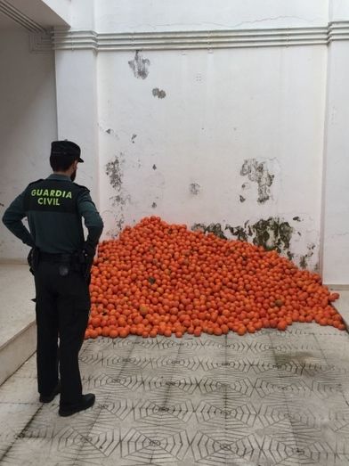 Intervienen 975 kilos de mandarinas hurtadas en Cartaya