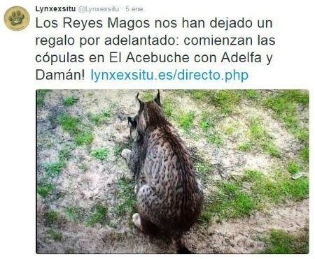 El runrún: La ‘cámara X’ de los linces del Acebuche