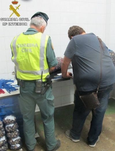 Intervienen 531 kilos de almeja japonesa no depurada para consumo humano en Isla Cristina