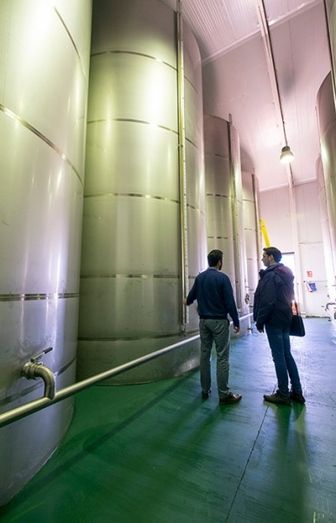 Olipaterna, el virgen extra al que el mimo hace gourmet