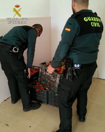 Detienen a tres varones por hurtar 200 kilos de fresas en una finca de Palos de la Frontera