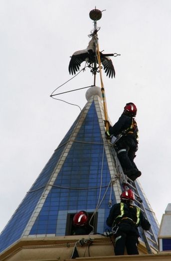 Los bomberos retiran el cadáver de una cigüeña atrapada en el pararrayos de un campanario de Cartaya