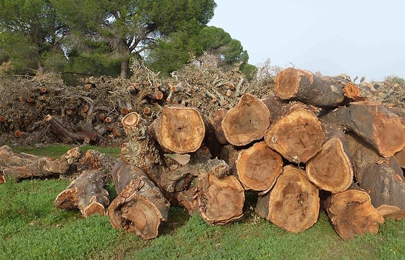Ecologistas denuncia la tala de alcornoques centenarios en una finca protegida del entorno de Doñana
