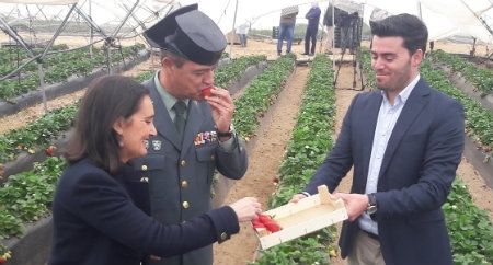 La campaña agrícola suma 40 agentes de refuerzo en los municipios donde más se cultivan frutos rojos y cítricos