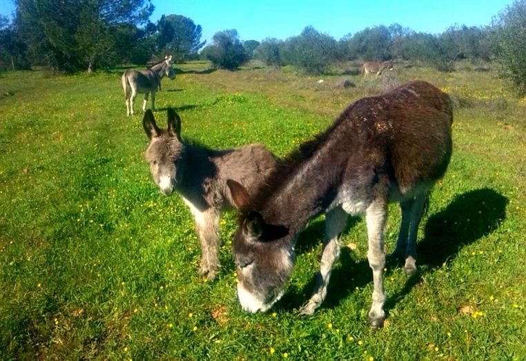 Doñana acogerá un refugio de alta capacidad para alojar a caballos y asnos abandonados