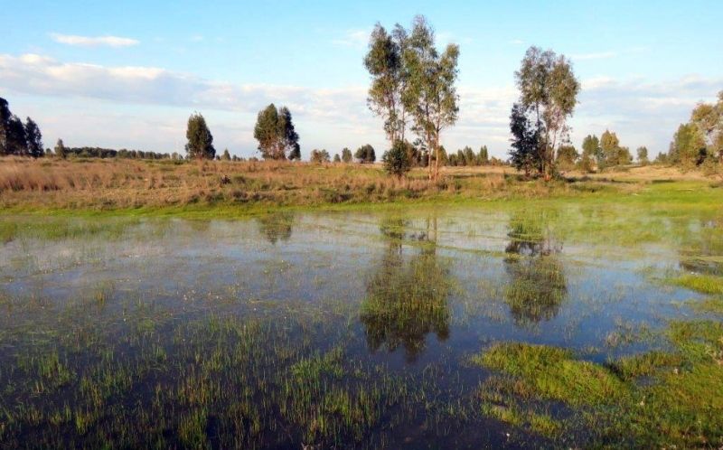 Ecologistas solicita la inclusión de un complejo lagunar de Los Palmares en el Inventario Andaluz de Humedales