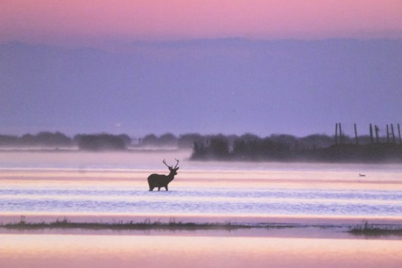 Entregados los premios del concurso fotográfico profesional de la Feria Doñana Natural Life