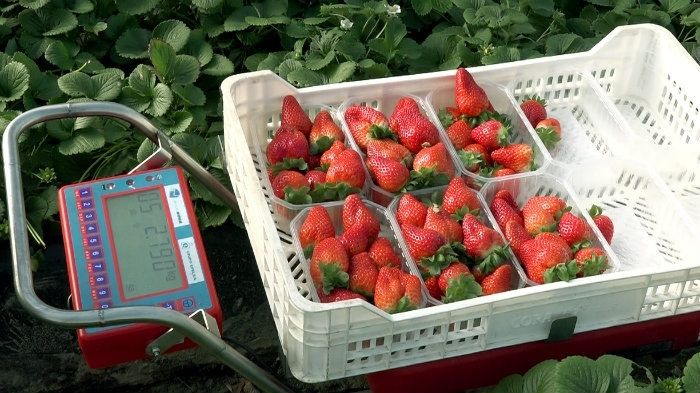 Una empresa andaluza revoluciona la forma tradicional de la recogida de las fresas