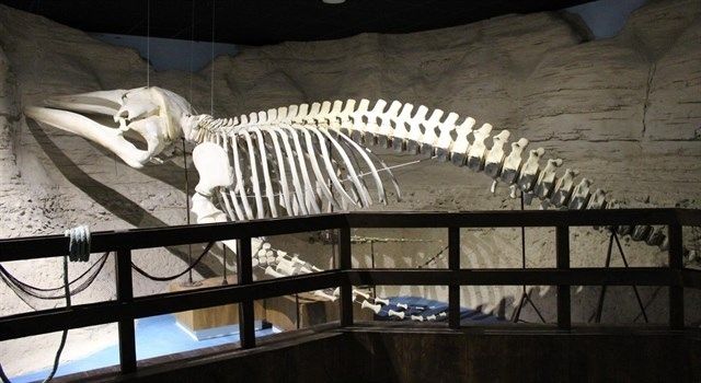 El Acuario de Sevilla expone el esqueleto de ballena de 7 metros hallada en Ayamonte