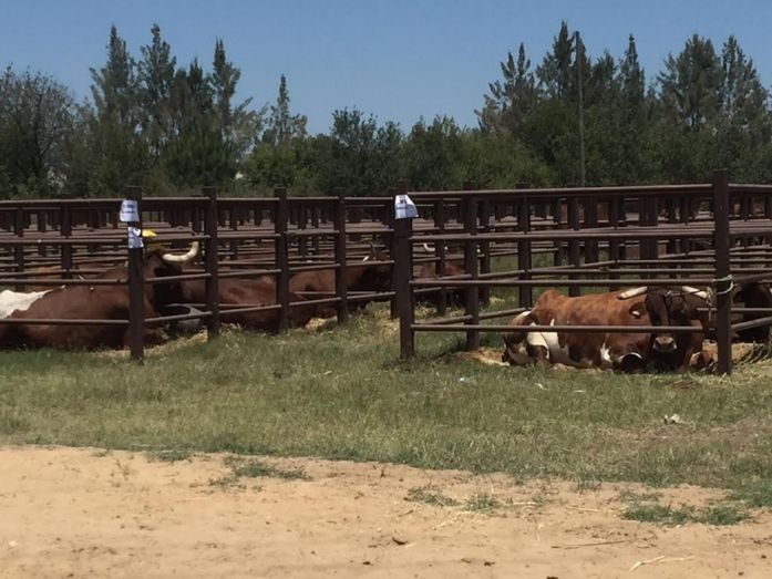 El Ayuntamiento de Almonte da cobijo a más de un centenar de reses en su nuevo recinto de bueyes