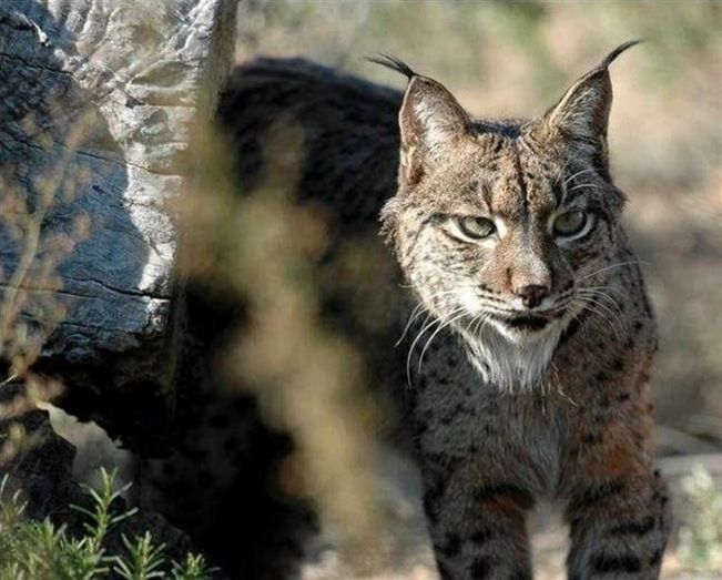 El incendio obliga a desalojar el Centro de Cría del Lince de El Acebuche