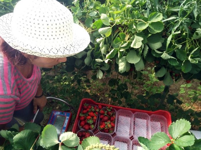 Apleinova, la última tecnología al servicio del sector de frutos rojos