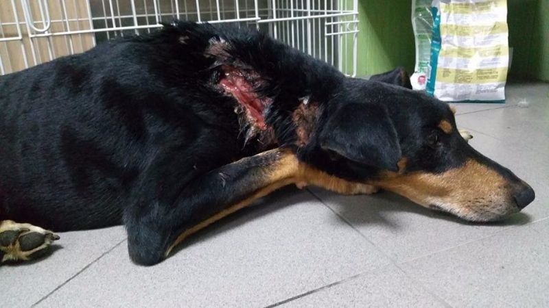 Cachorros decapitados y un perro malherido por un disparo en Lepe