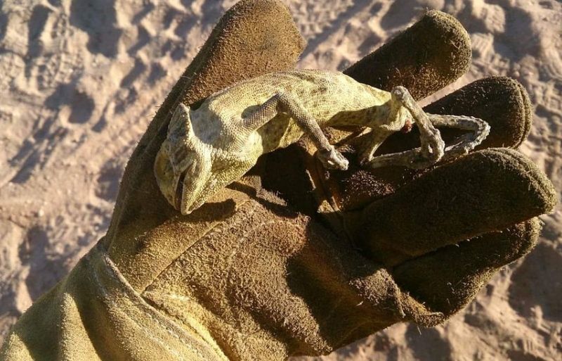 Las organizaciones ecologistas piden que se esclarezcan urgentemente las causas del incendio en Doñana