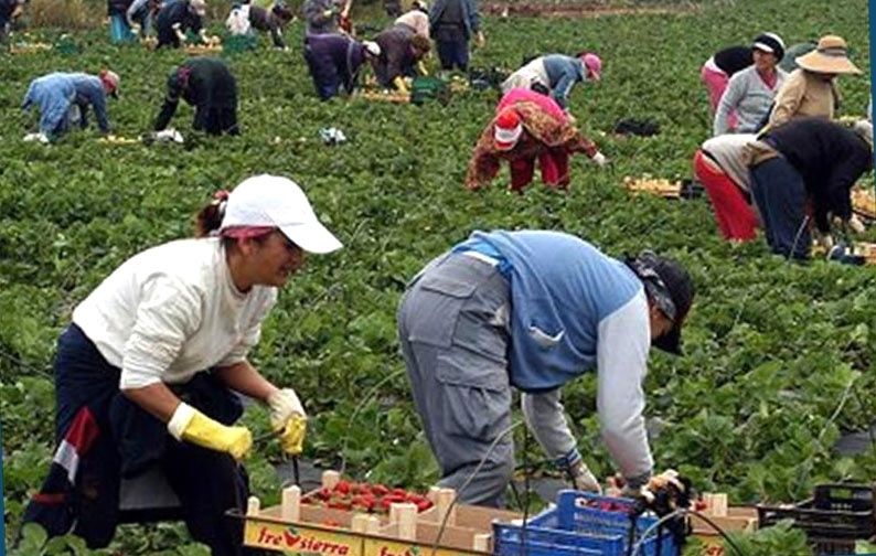 Detenido un empresario agrícola que hacía trabajar gratis a inmigrantes y les cobraba con la promesa de darles de alta