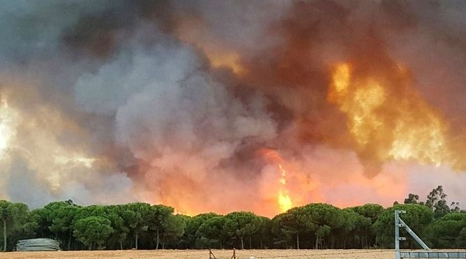 Experto señala que la zona afectada por el incendio de Moguer tardará 50 años en volver a su estado original