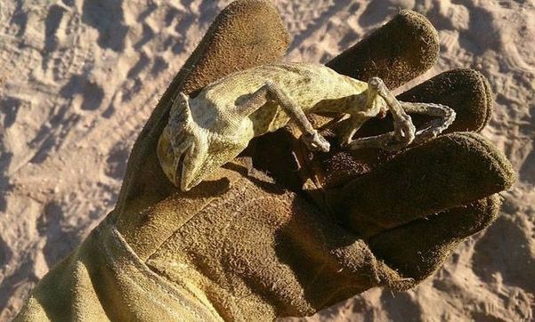 Setenta especies de aves, 40 variedades de plantas y 38 de mamíferos afectados por el fuego de Doñana