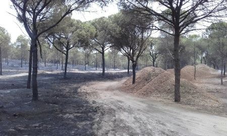 El PP critica 'el grave riesgo' de incendios en Aljaraque por el apilamiento 'sin control' de madera en pinares