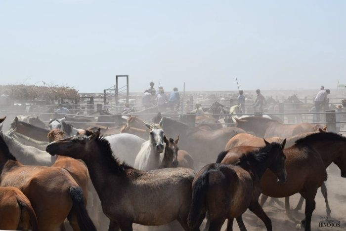 El Ayuntamiento de Hinojos presenta dos propuestas a los ganaderos para que haya Saca de Yeguas
