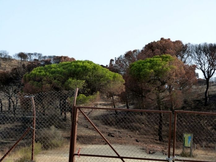 Finalizan gran parte de las obras de emergencia en la zona afectada por el incendio de Doñana