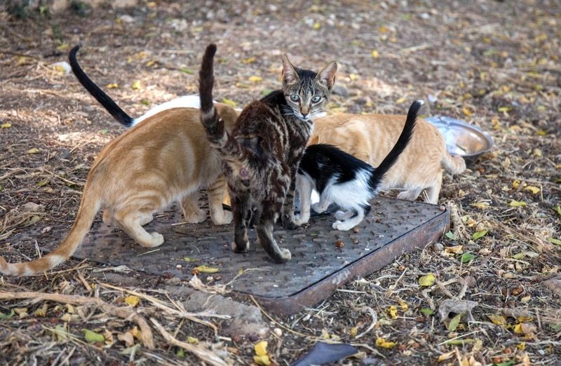El Ayuntamiento 'unifica y refuerza' la atención a los animales abandonados y perdidos bajo el compromiso de ‘Sacrificio Cero’