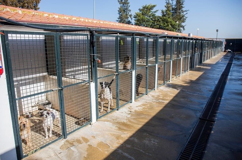 El Ayuntamiento 'unifica y refuerza' la atención a los animales abandonados y perdidos bajo el compromiso de ‘Sacrificio Cero’