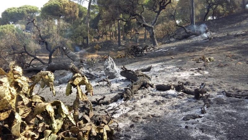 El runrún: Arde el legado juanrramoniano