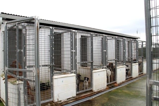 La Diputación anima a la adopción de animales abandonados a través de su refugio tras rescatar 670 desde enero